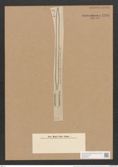 Surirella arctissima A. Schm. (de-Toni-Nr.: Genus 53, Species 2391) Zeichnungen Sammlung Grunow Nr. 4798 (NHMW-BOT-W0372944)